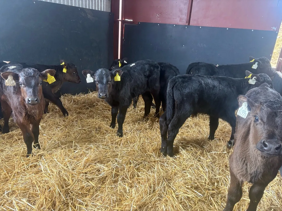 15 aax bull calves - Image 2