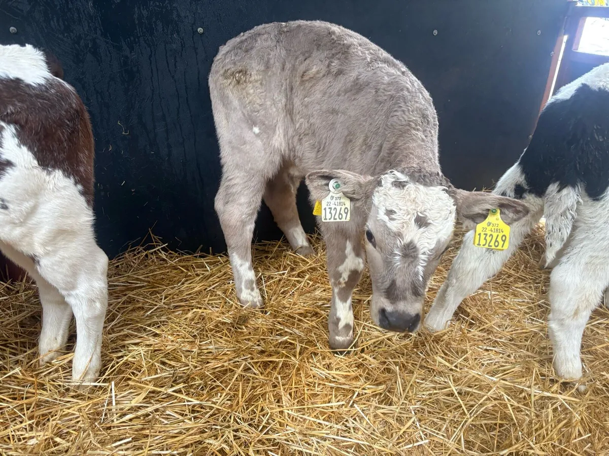 15 aax bull calves - Image 3