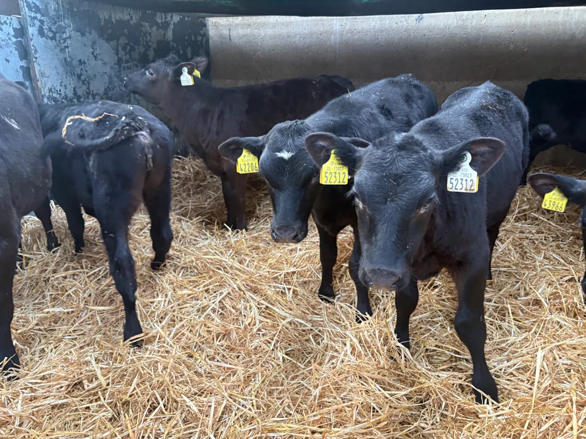 14 Reared Angus heifer calves - Image 1