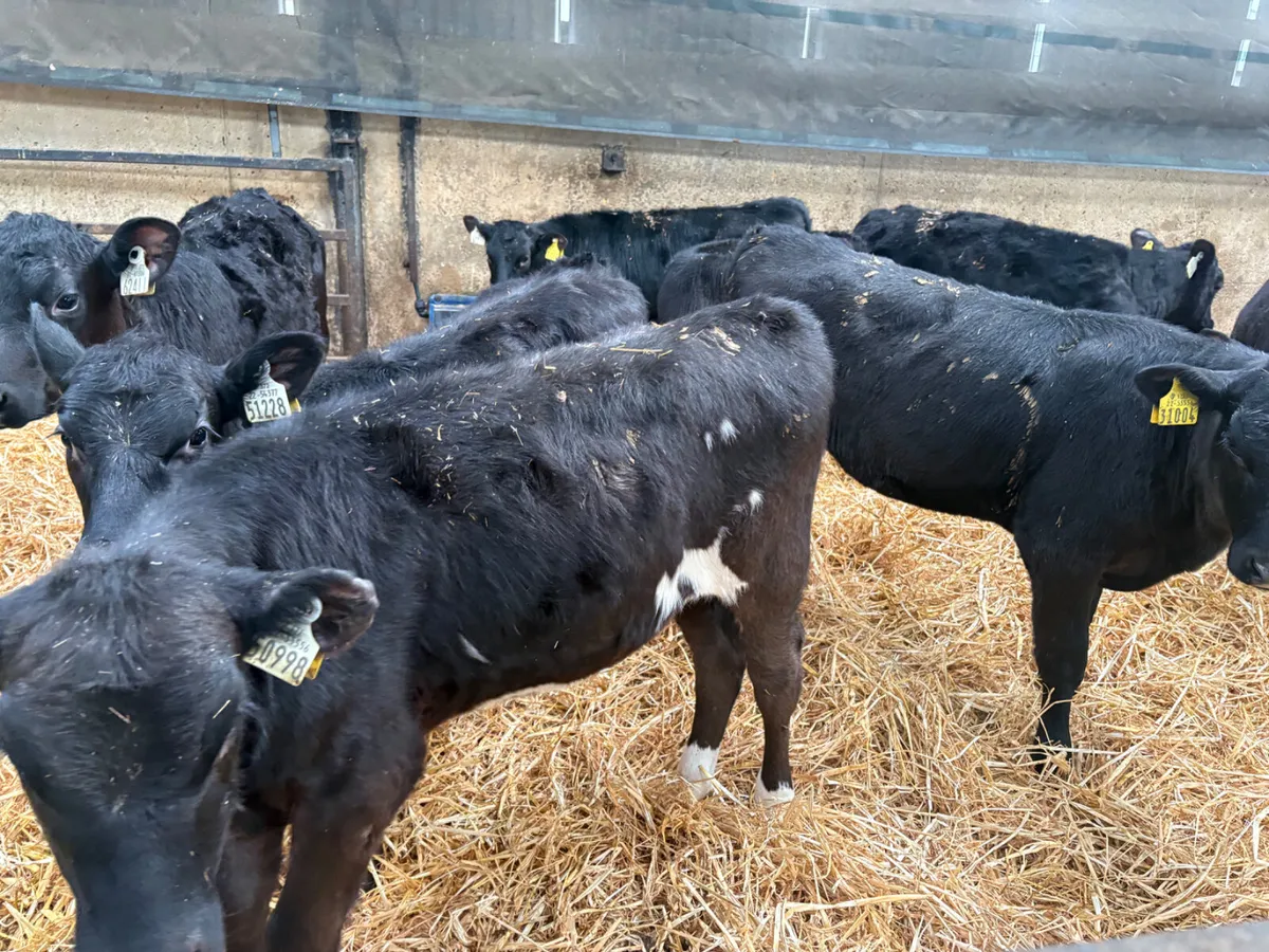 14 Reared Angus heifer calves - Image 4