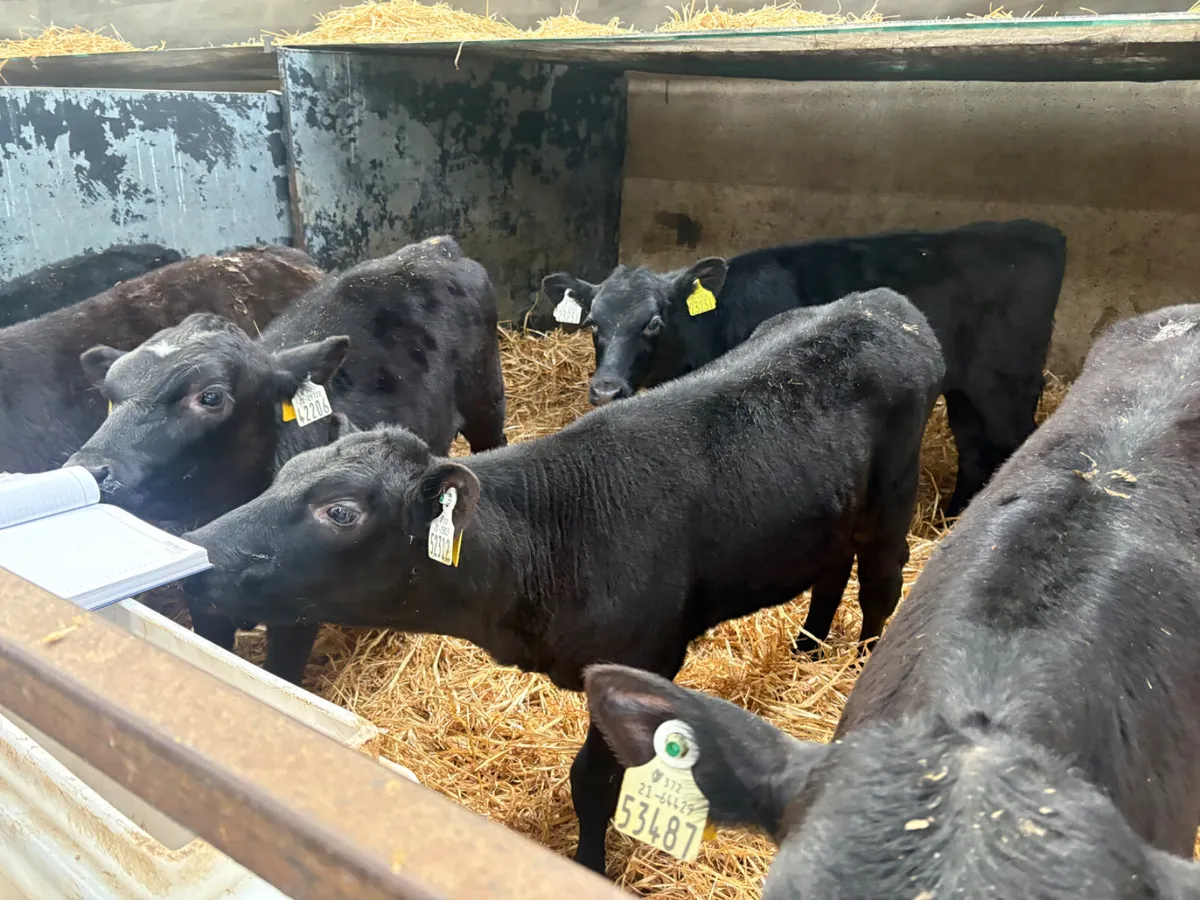 14 Reared Angus heifer calves - Image 3
