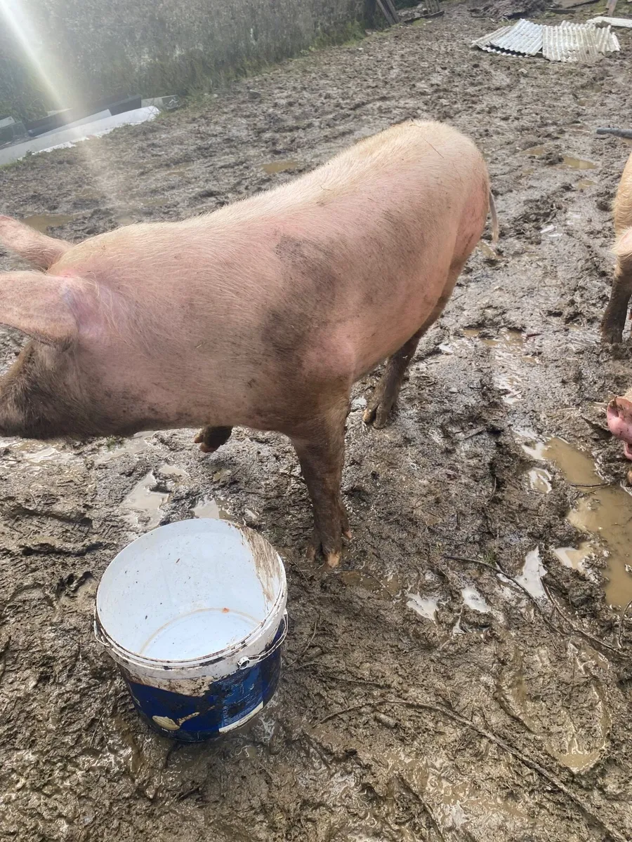 2 fat pigs - Image 1