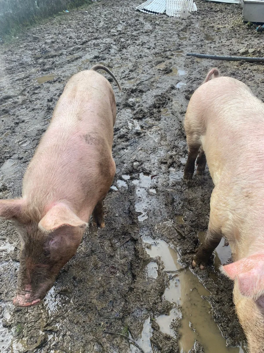 2 fat pigs - Image 2