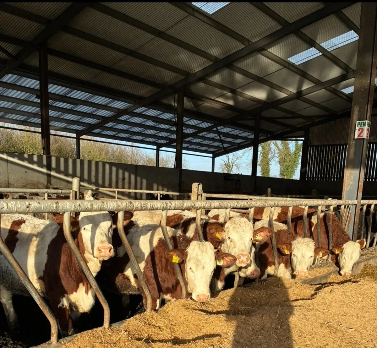 Pedigree Montbeliarde Maiden Heifers