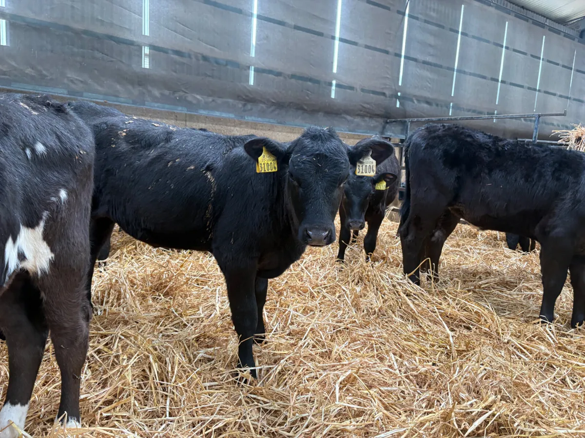 18 Hereford & Angus bulls (autumn born ) - Image 1