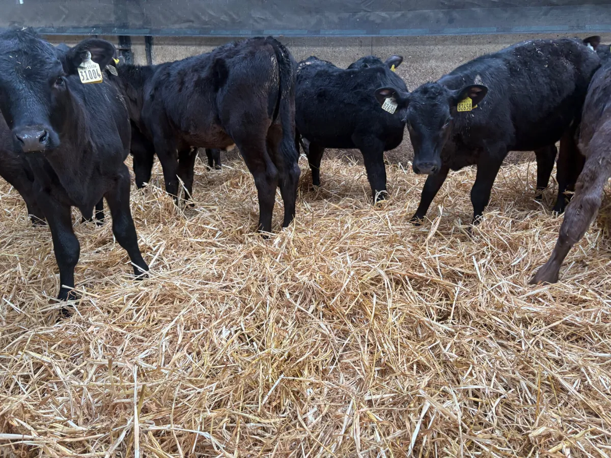 18 Hereford & Angus bulls (autumn born ) - Image 2