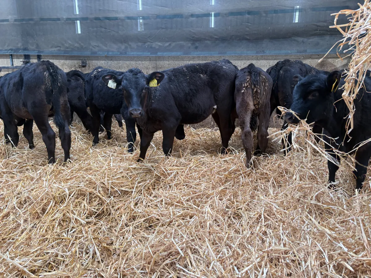 18 Hereford & Angus bulls (autumn born ) - Image 4
