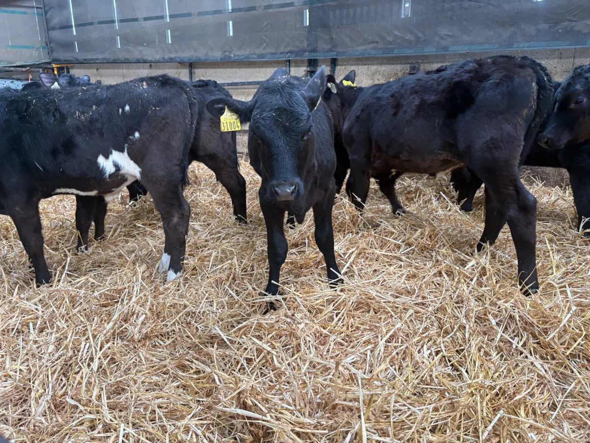 18 Hereford & Angus bulls (autumn born ) - Image 3