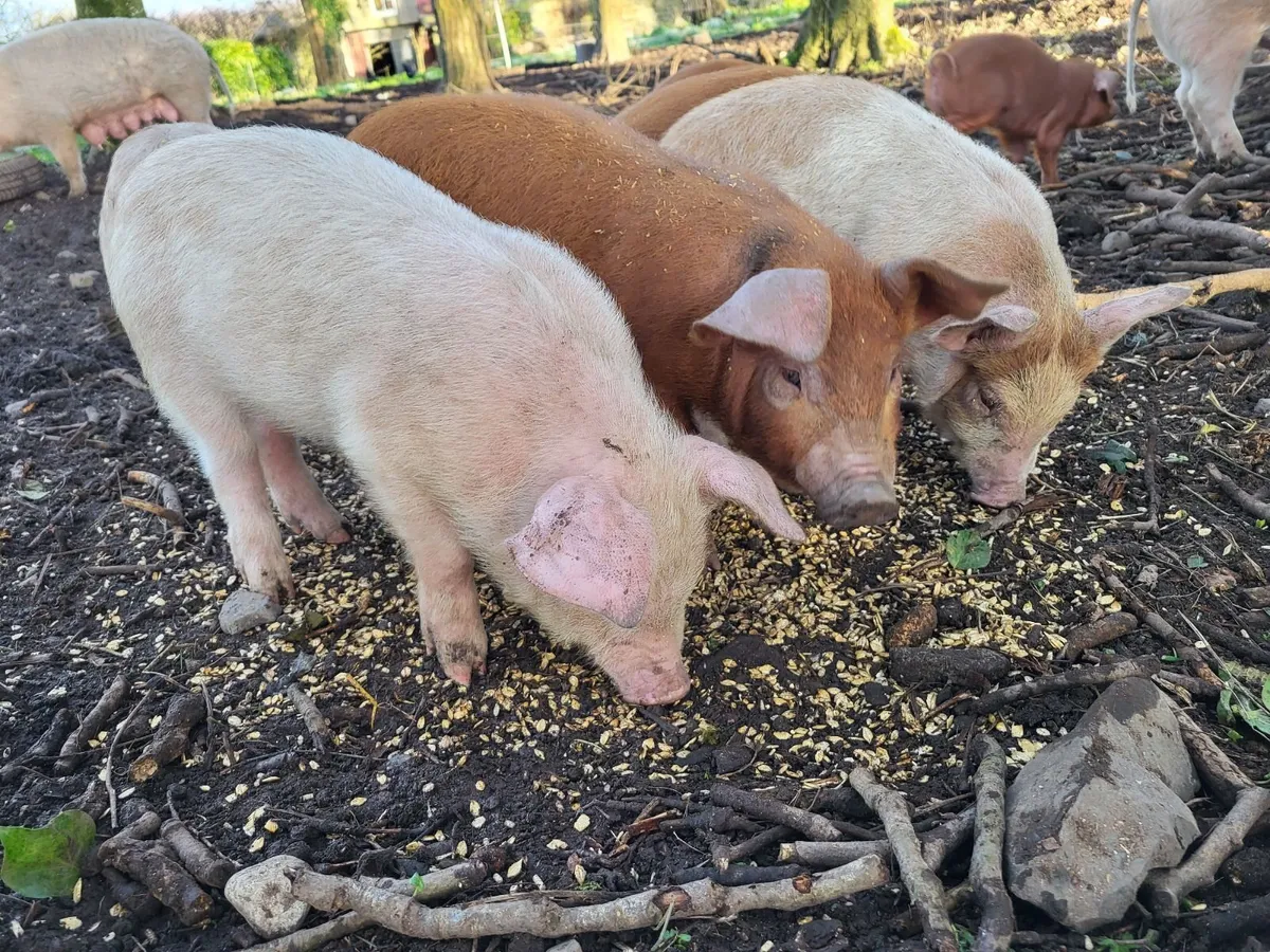 Free range weaner pigs - Image 1