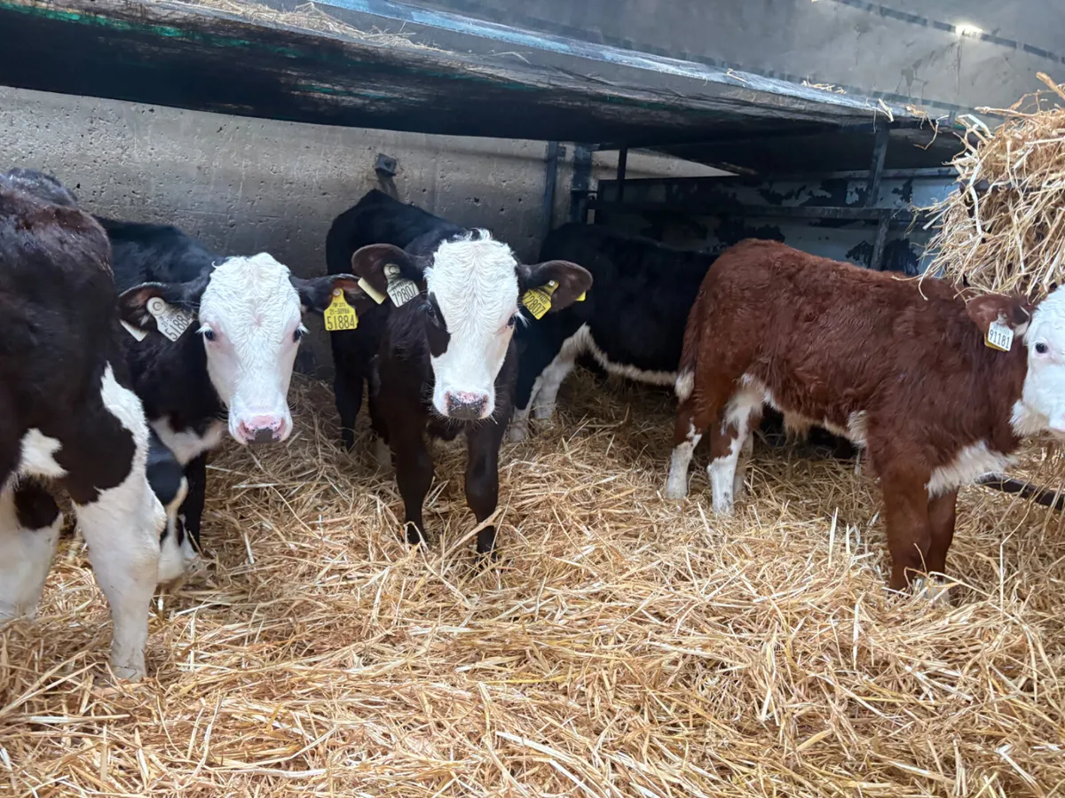 8 strong Hereford Bull calves 9/10 weeks old - Image 4