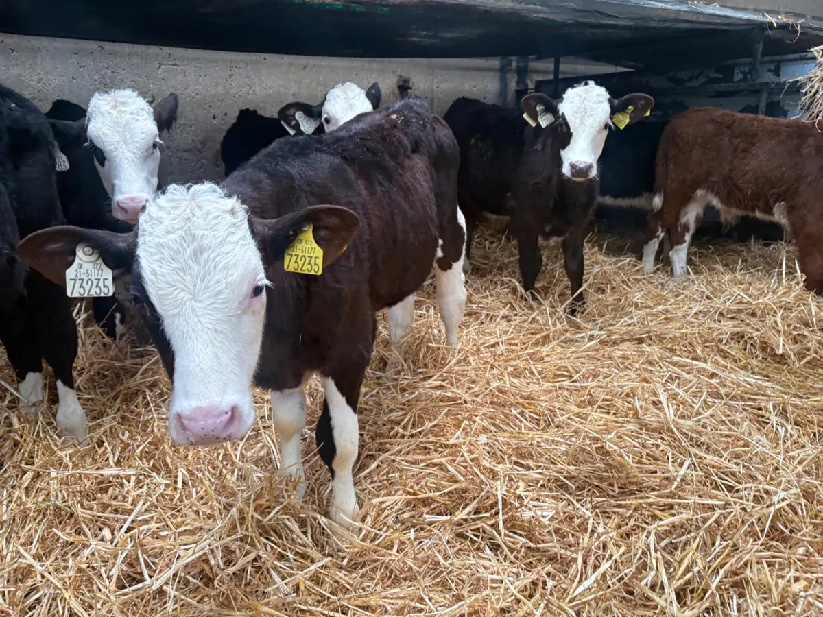 8 strong Hereford Bull calves 9/10 weeks old - Image 2