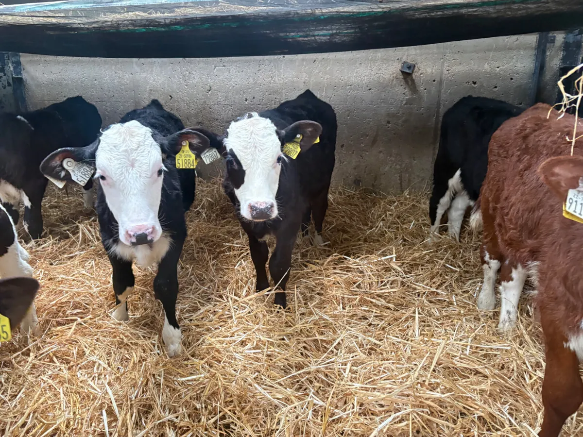 8 strong Hereford Bull calves 9/10 weeks old - Image 3