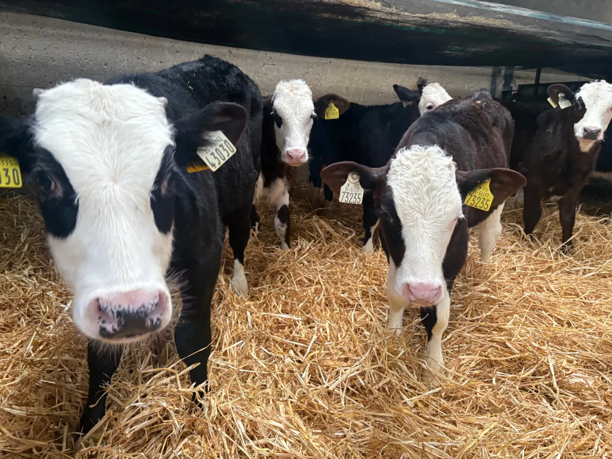 8 strong Hereford Bull calves 9/10 weeks old - Image 1