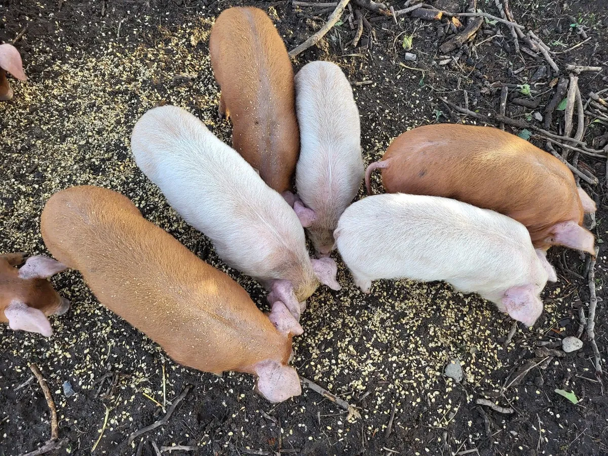 Free range weaner pigs - Image 2
