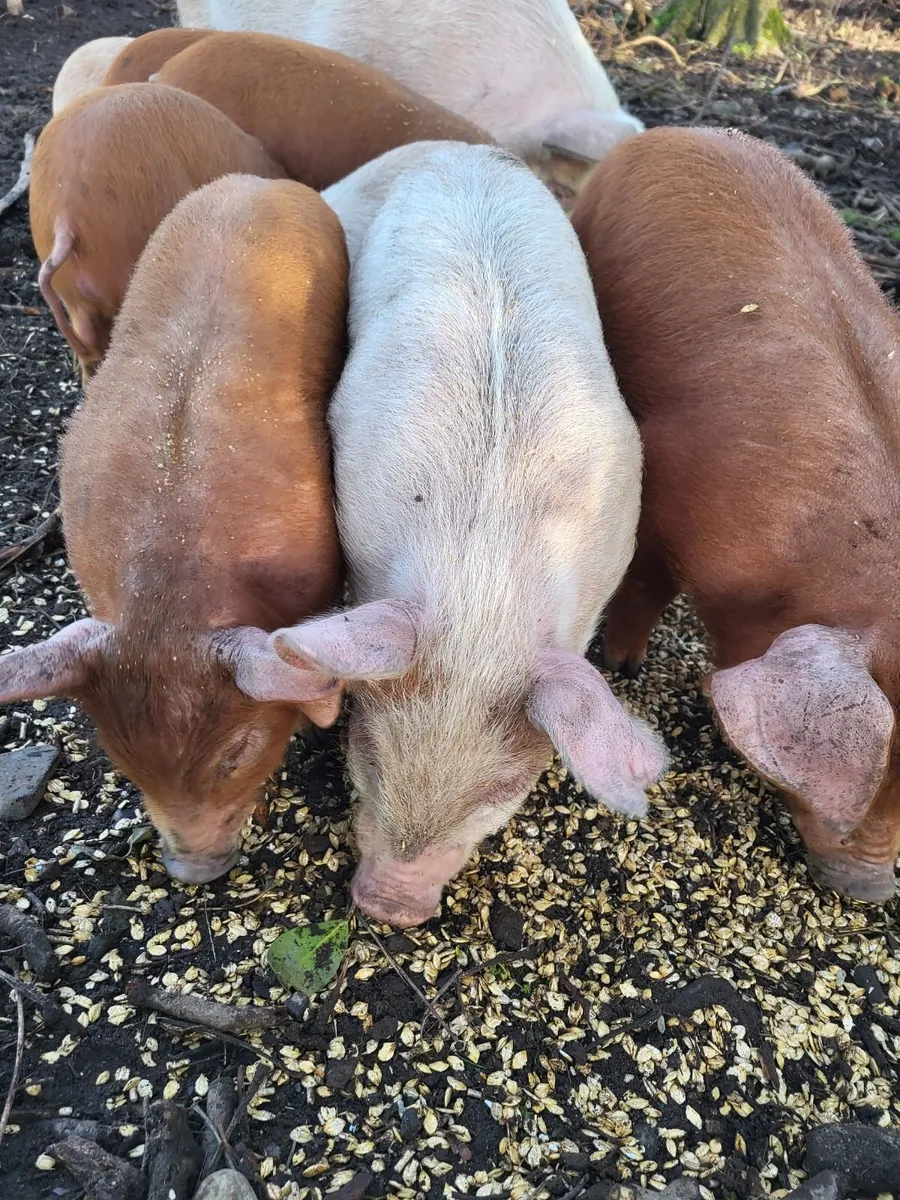 Free range weaner pigs - Image 3