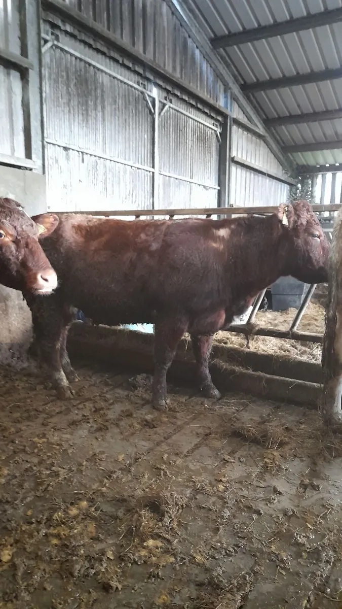 Springers for Balla 21st - Image 2