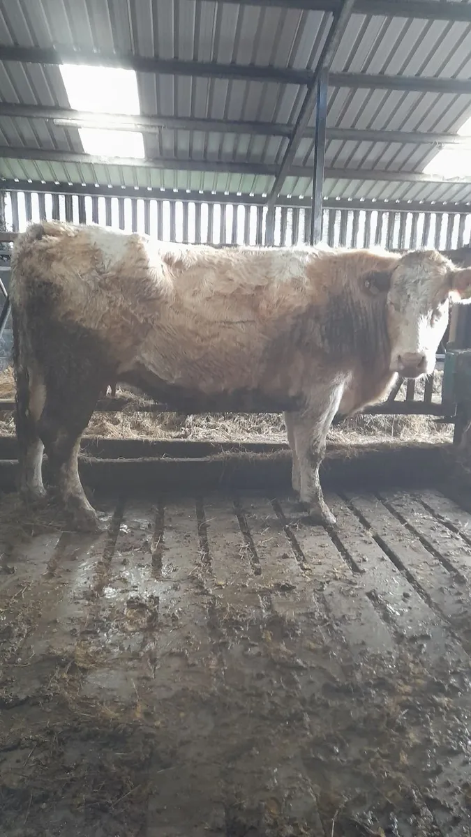 Springers for Balla 21st - Image 3