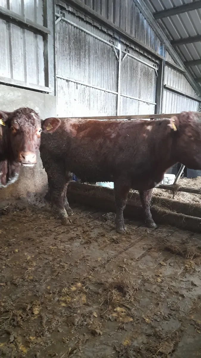 Springers for Balla 21st - Image 4