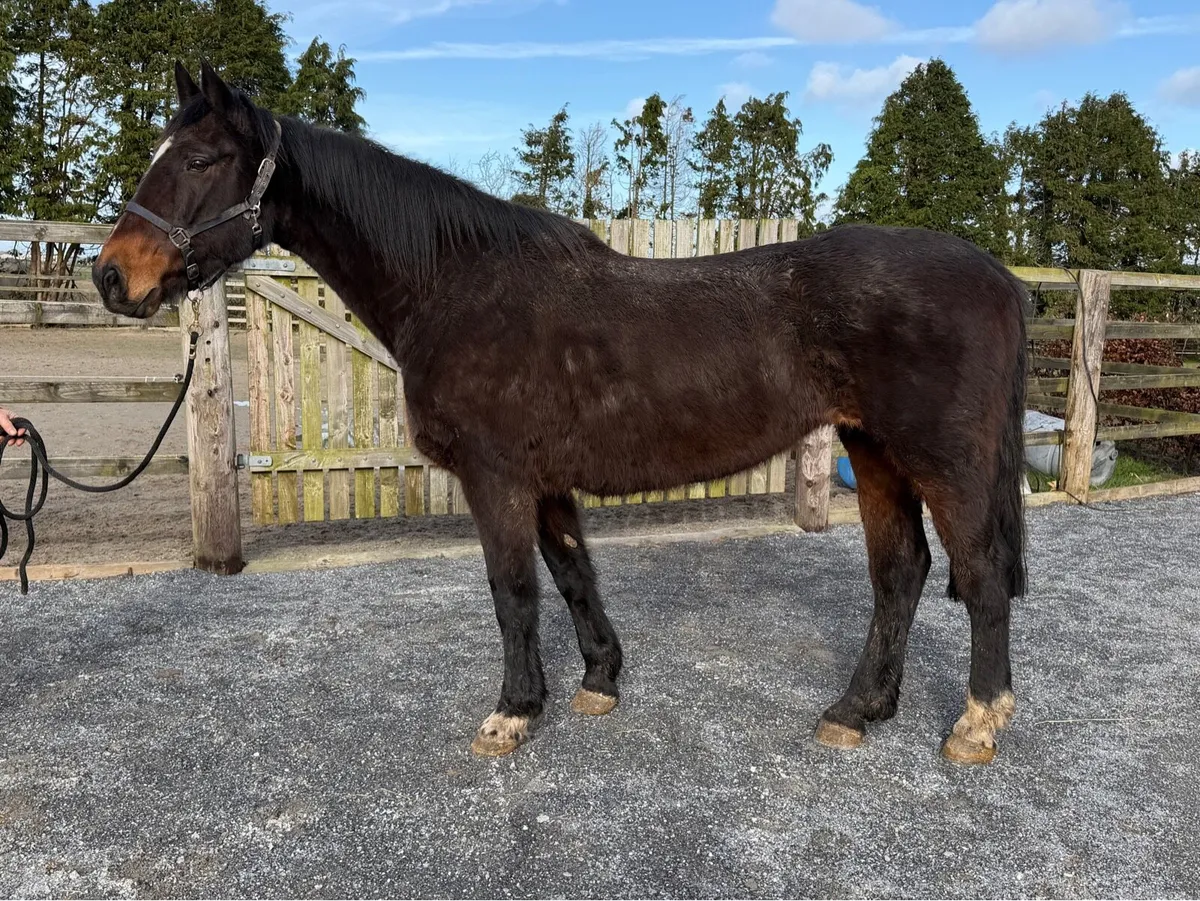 Cavalier x Master Imp 13yo Mare - Image 3