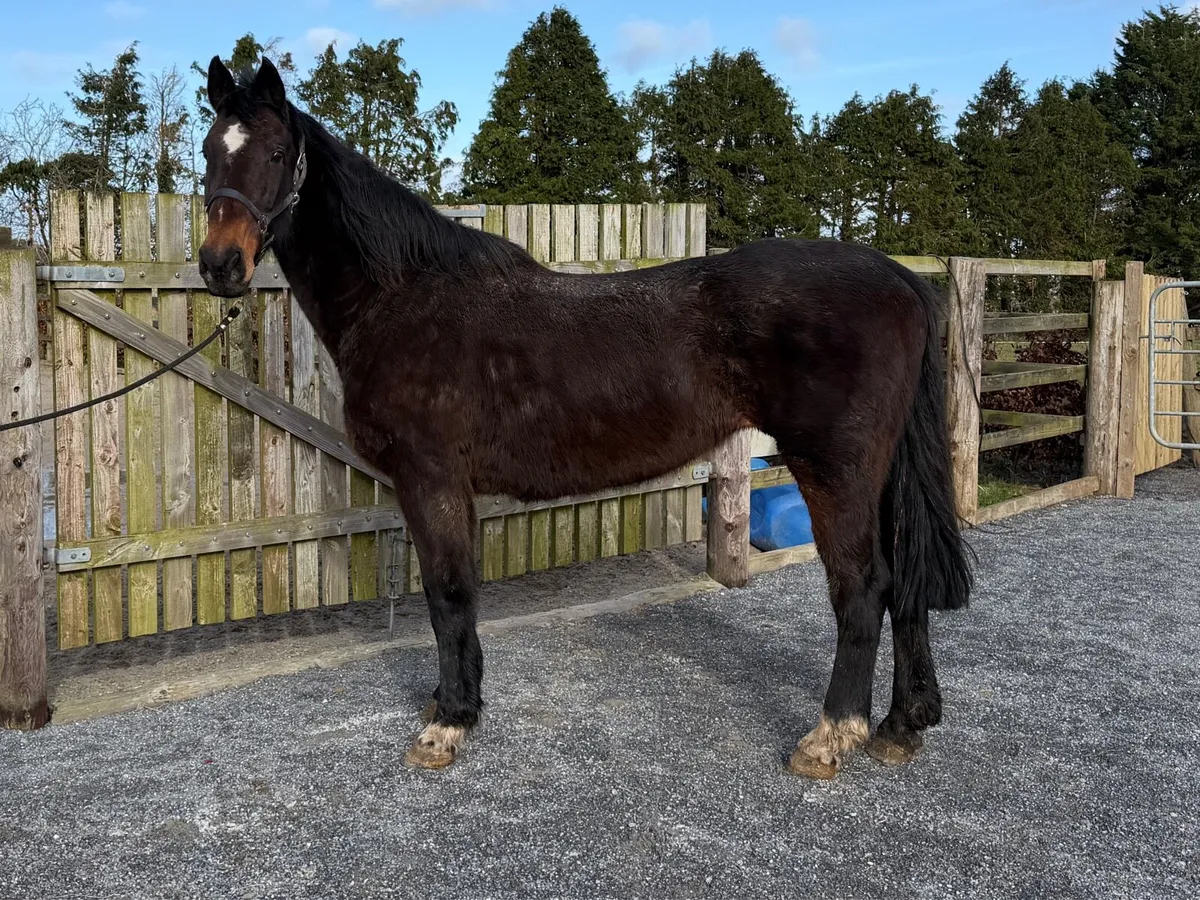 Cavalier x Master Imp 13yo Mare - Image 1