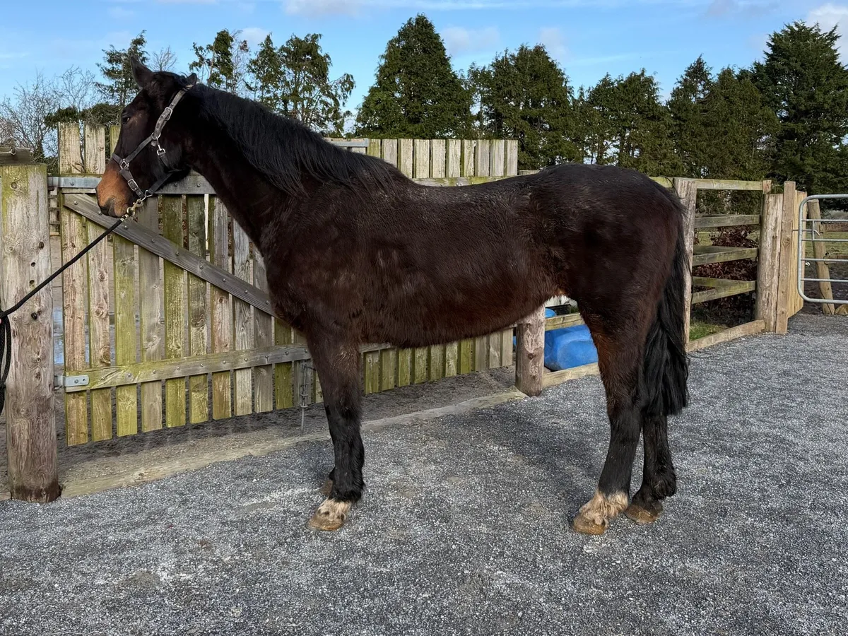 Cavalier x Master Imp 13yo Mare - Image 2