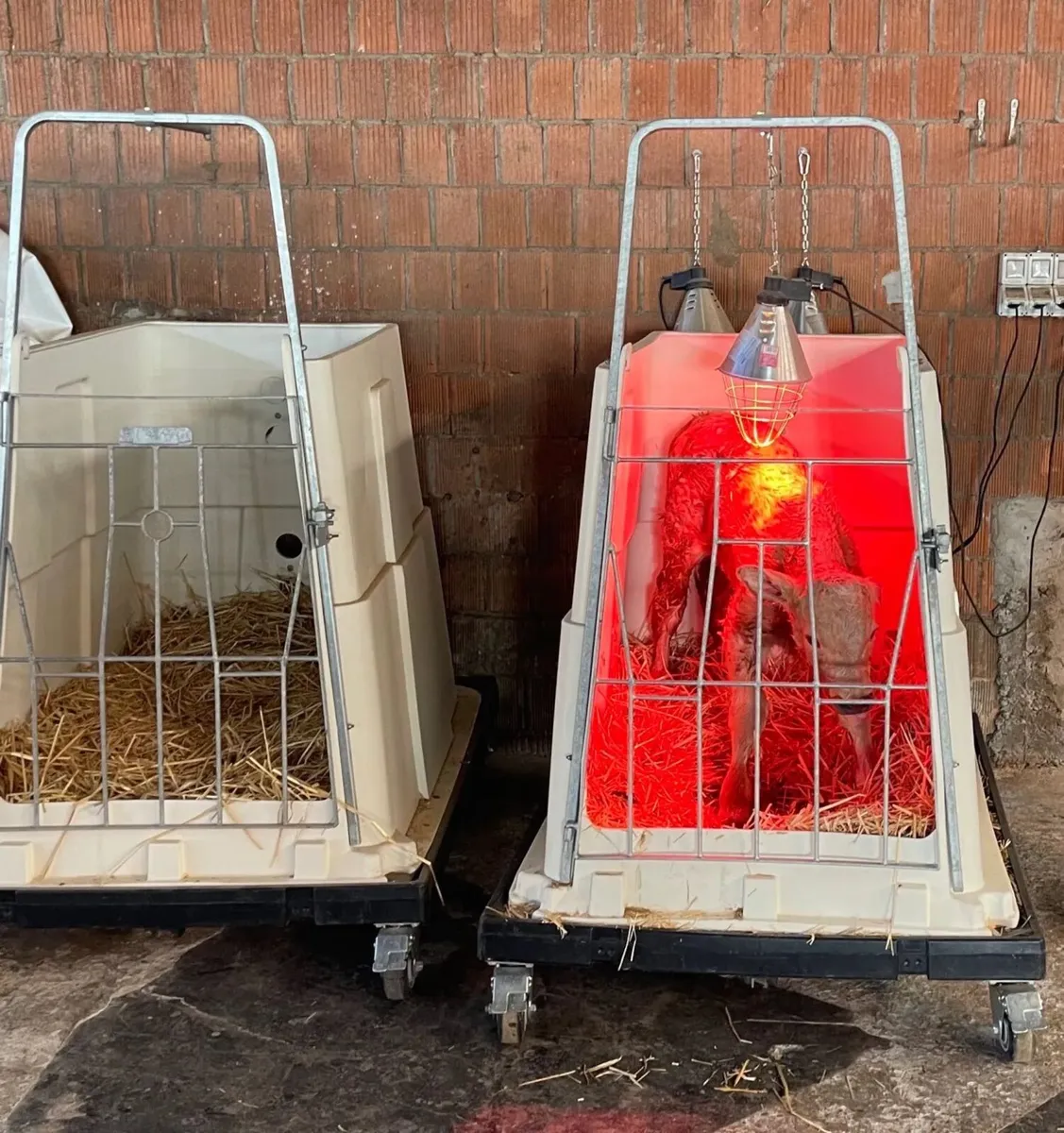 Mobile Calf Pen - Image 4