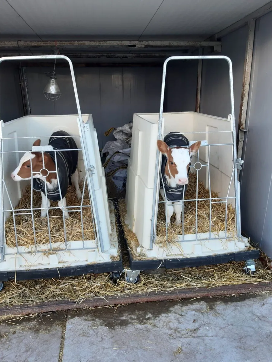Mobile Calf Pen - Image 1