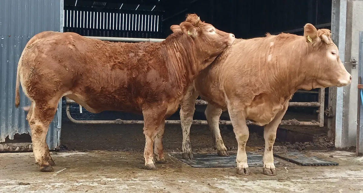 Breeding heifers - Image 1