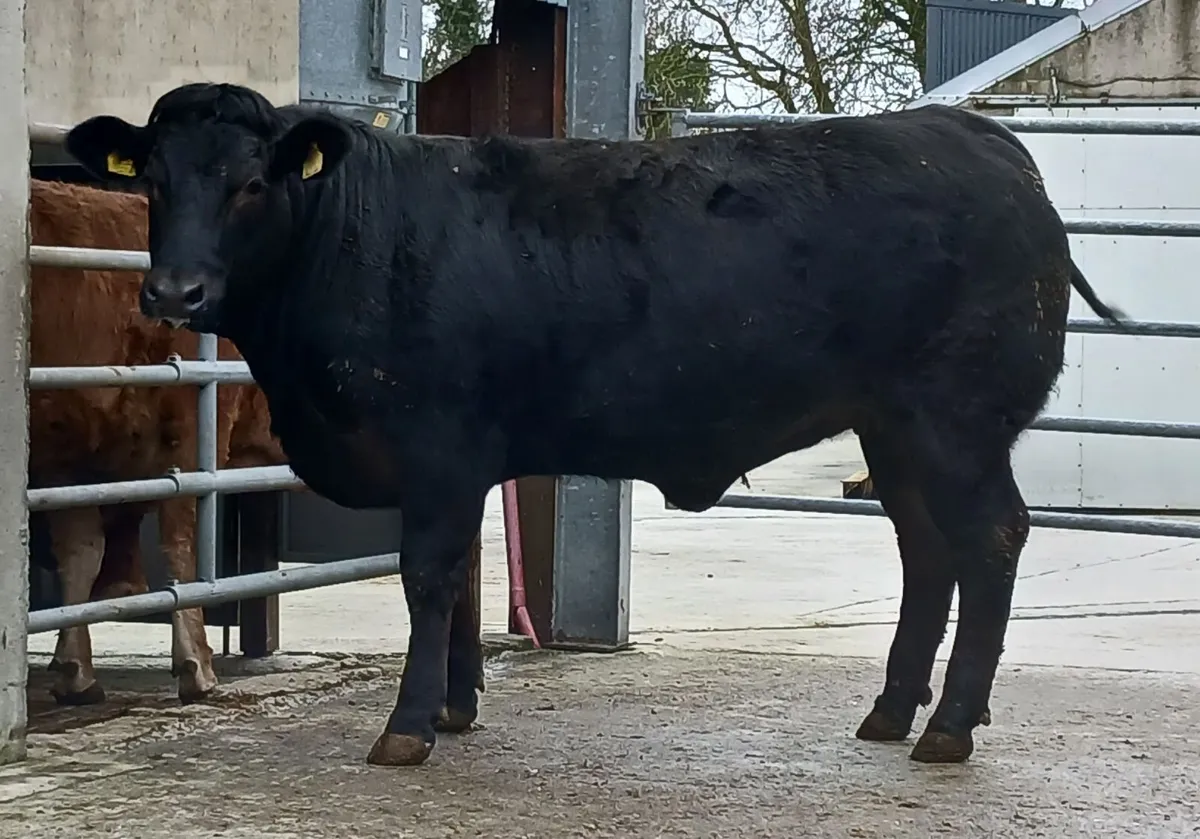 Breeding heifers - Image 2