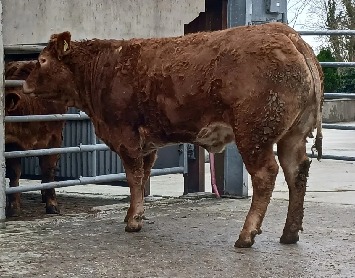 Breeding heifers - Image 3
