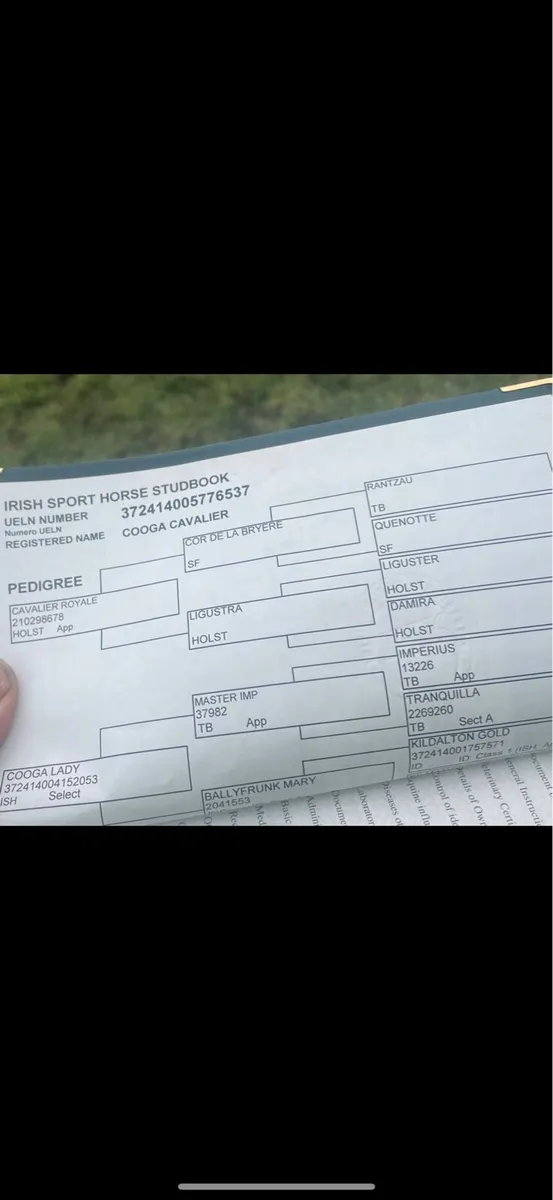 Cavalier x Master Imp 13yo Mare - Image 4