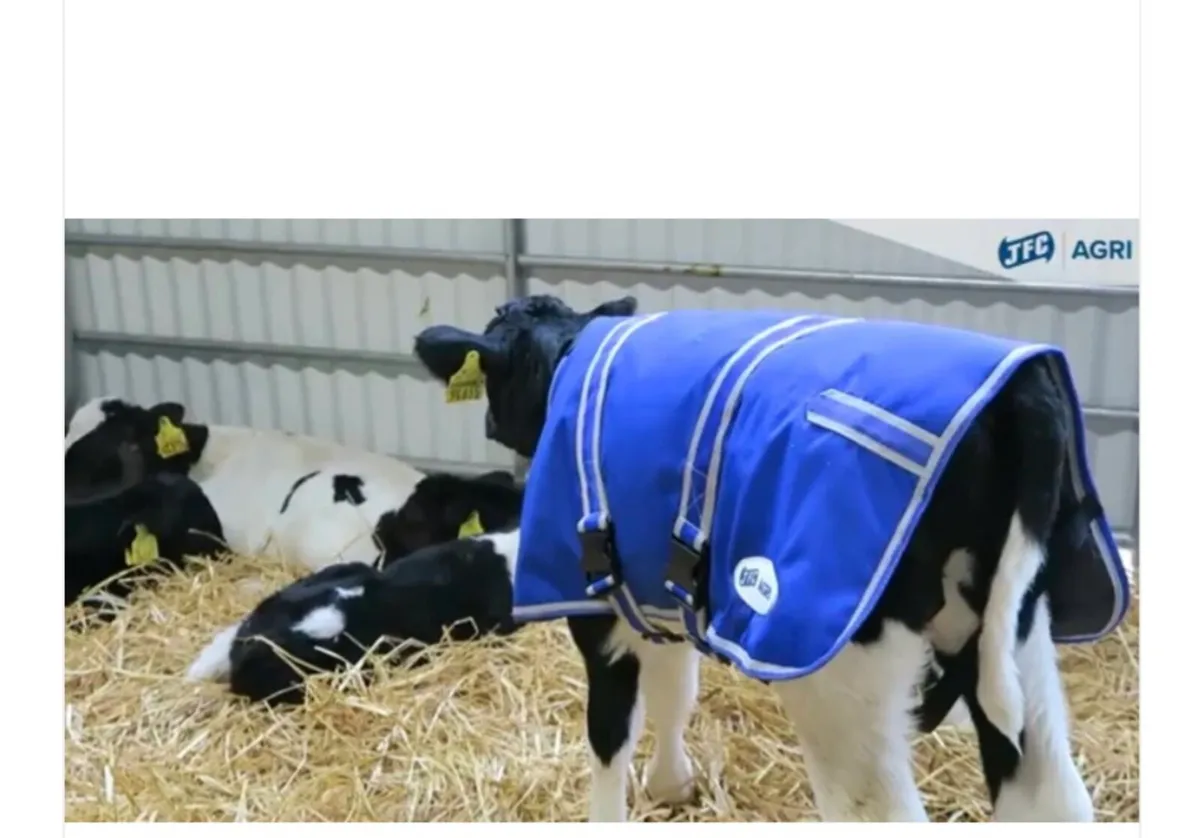 Calf pins and jackets - Image 2