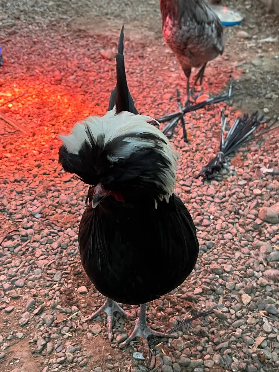 Polish rooster - Image 1