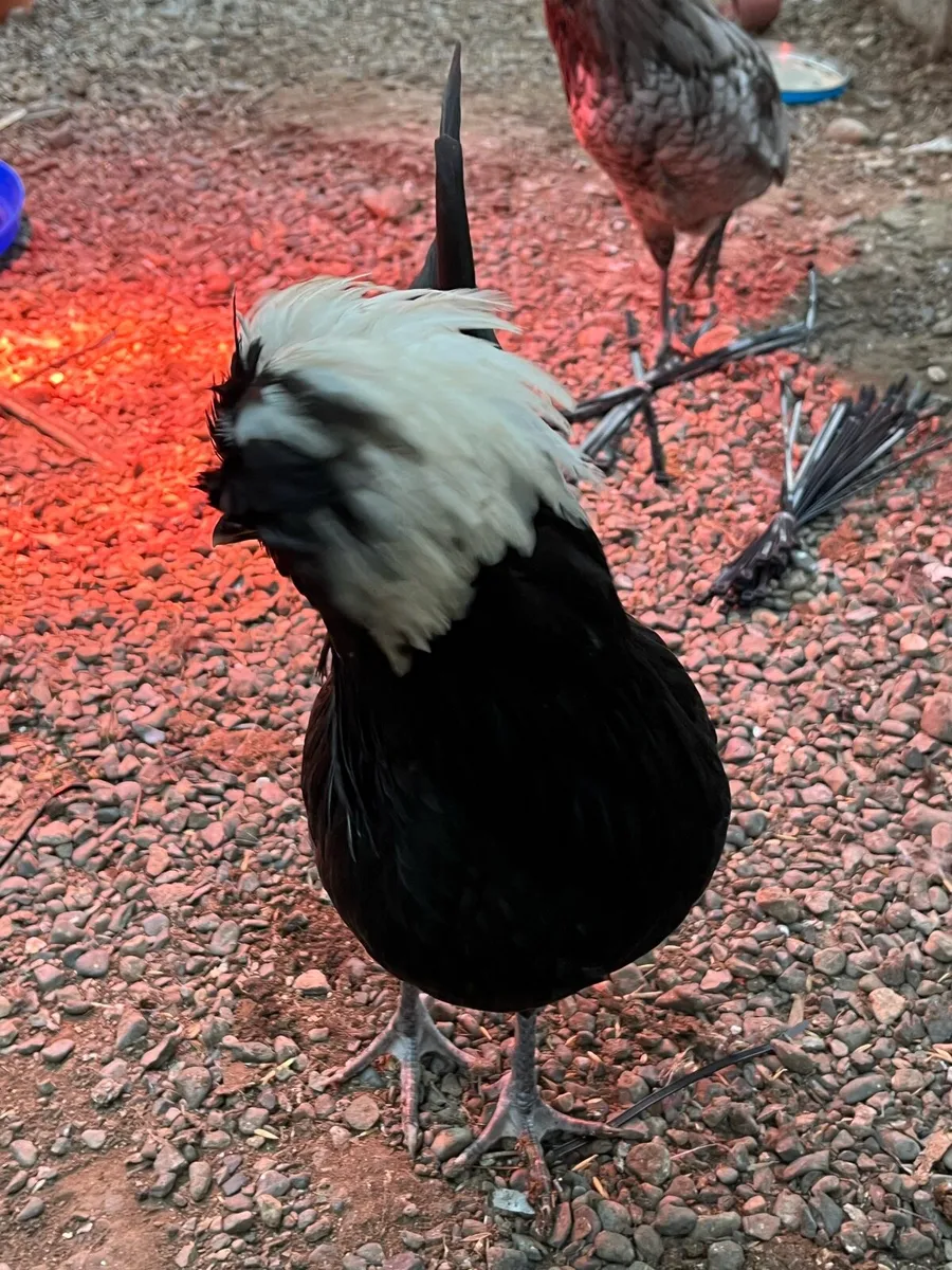 Polish rooster - Image 4