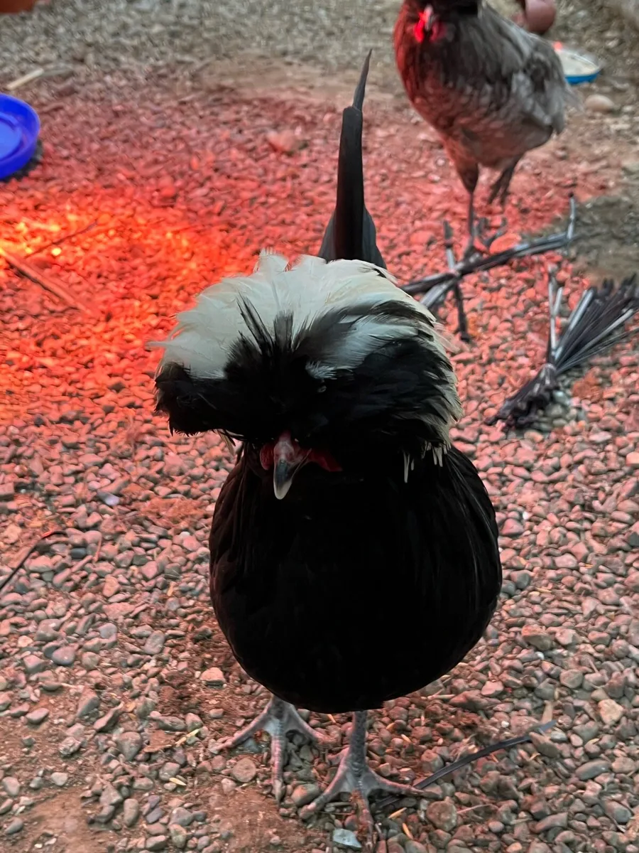 Polish rooster - Image 2