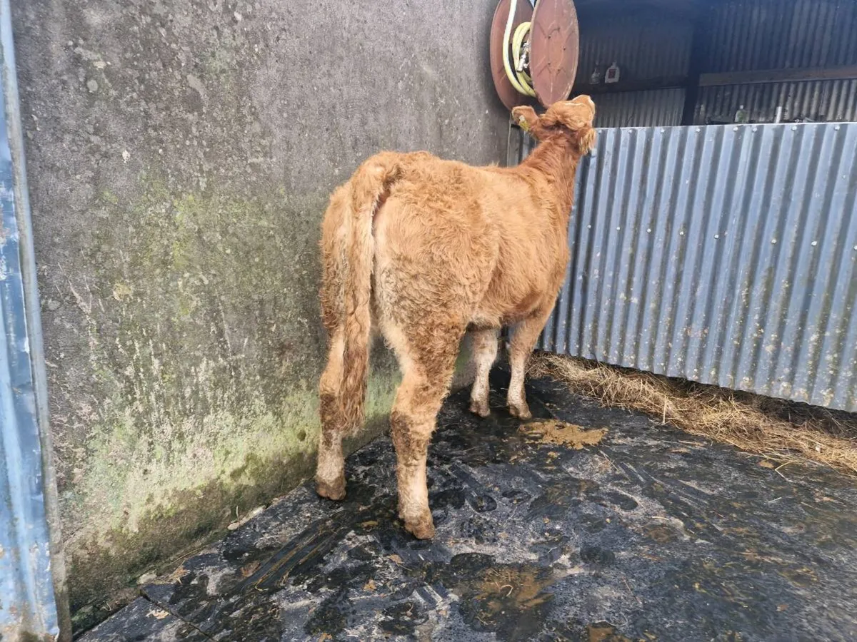 Breeding heifer 4 star genotype Ivor - Image 4