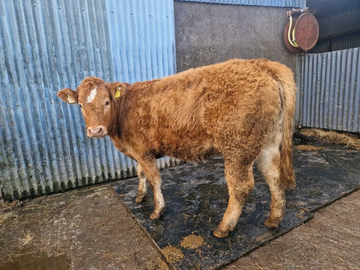 Breeding heifer 4 star genotype Ivor - Image 1
