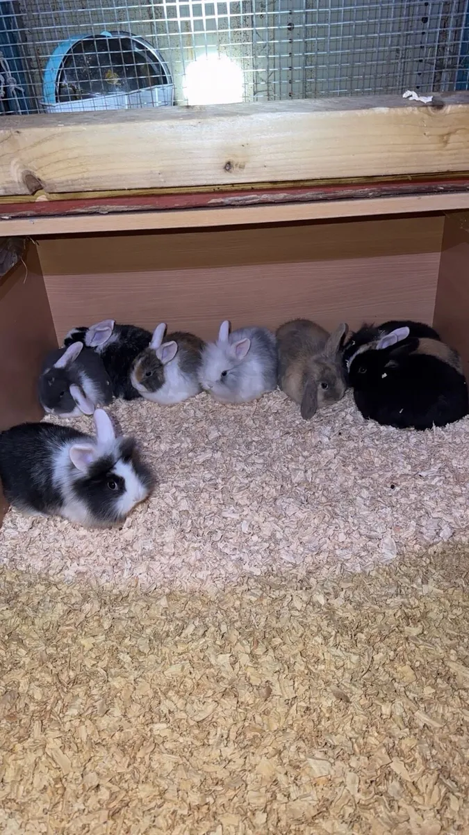 Baby Bunnies - Image 1