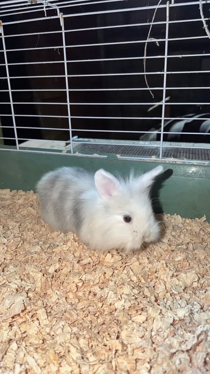 Baby Bunnies - Image 2