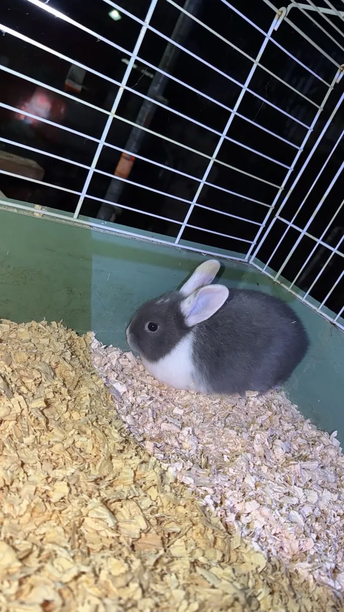 Baby Bunnies - Image 3