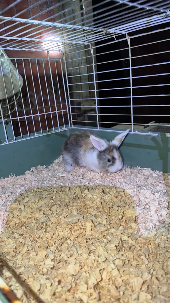 Baby Bunnies - Image 4