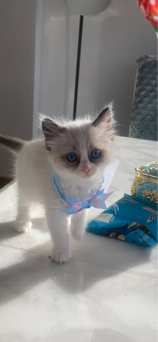Ragdoll kittens (only 1 girl left) - Image 1