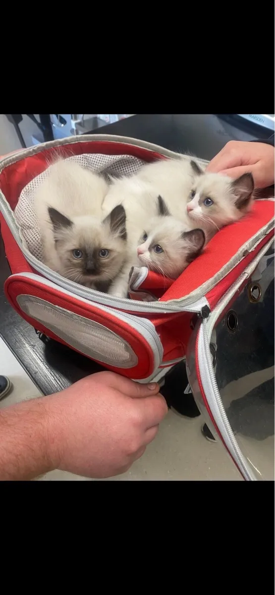 Ragdoll kittens (only 1 girl left) - Image 2