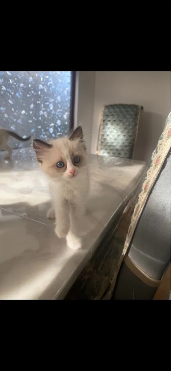 Ragdoll kittens (only 1 girl left) - Image 3