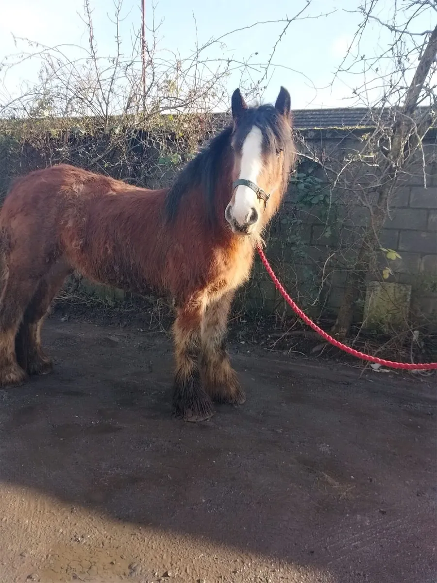 Cob for Sale - Image 2