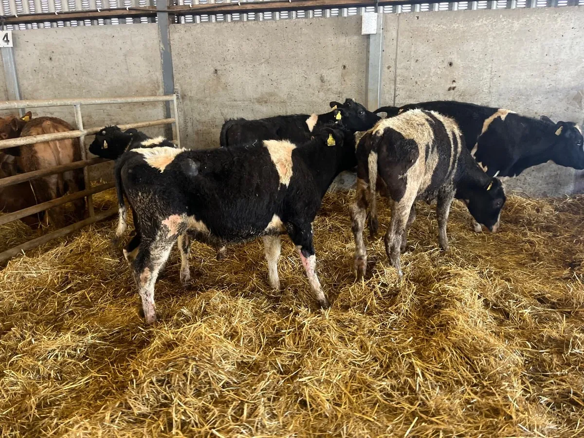 5 super British Frisian bull weanlings - Image 1