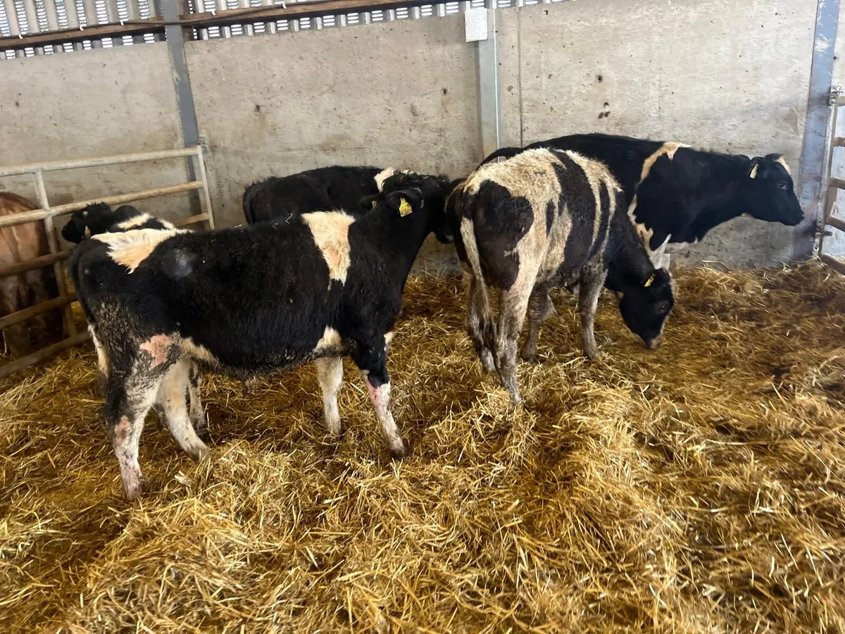 5 super British Frisian bull weanlings - Image 2