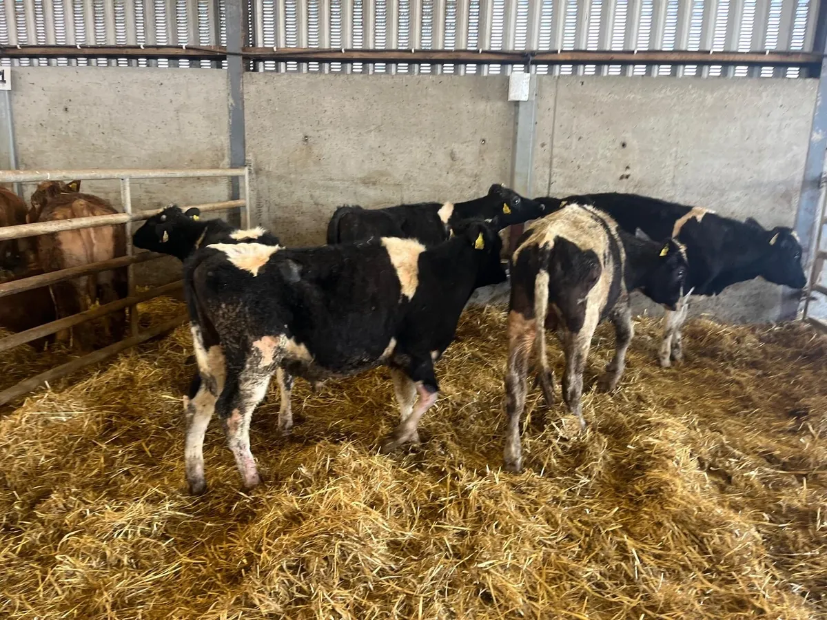5 super British Frisian bull weanlings - Image 4