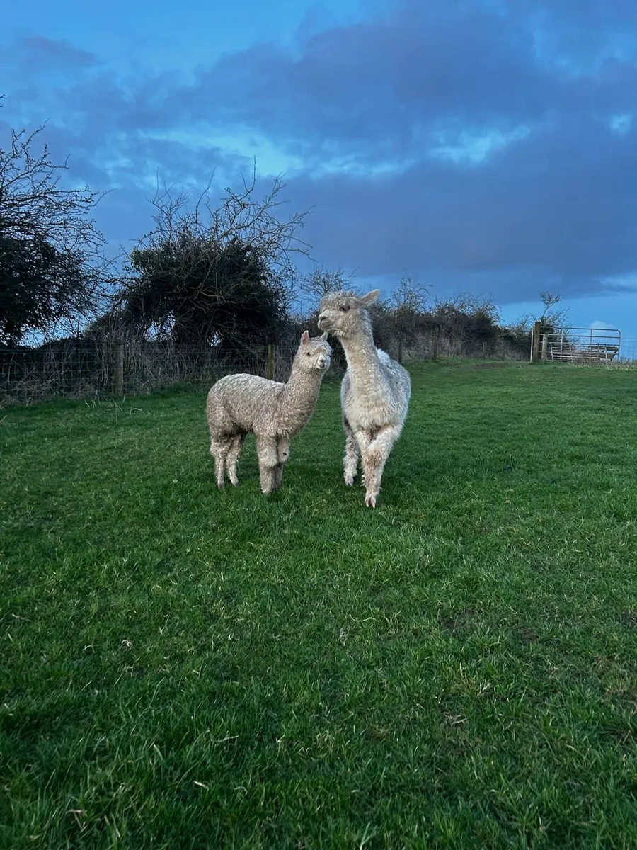 Alpacas - Image 3