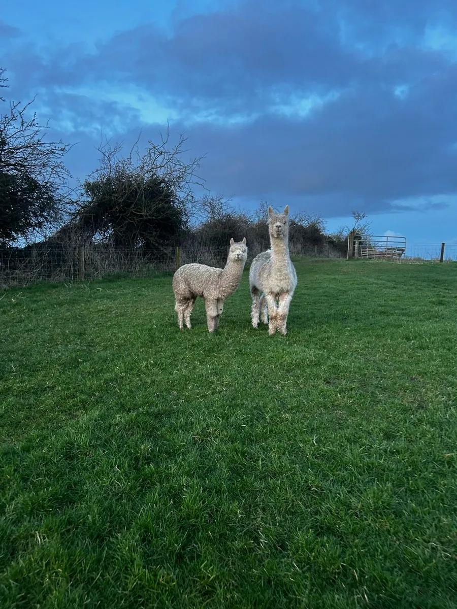 Alpacas - Image 4